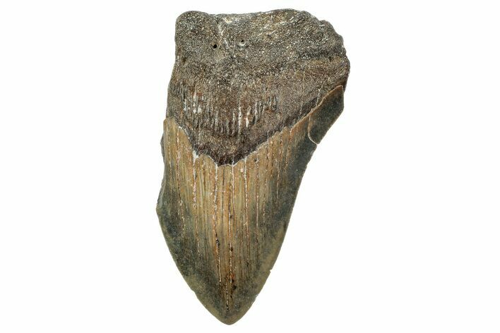 Bargain, Fossil Megalodon Tooth - Serrated Blade #342214